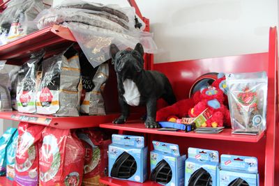 New Plymouth Centre Pet Store