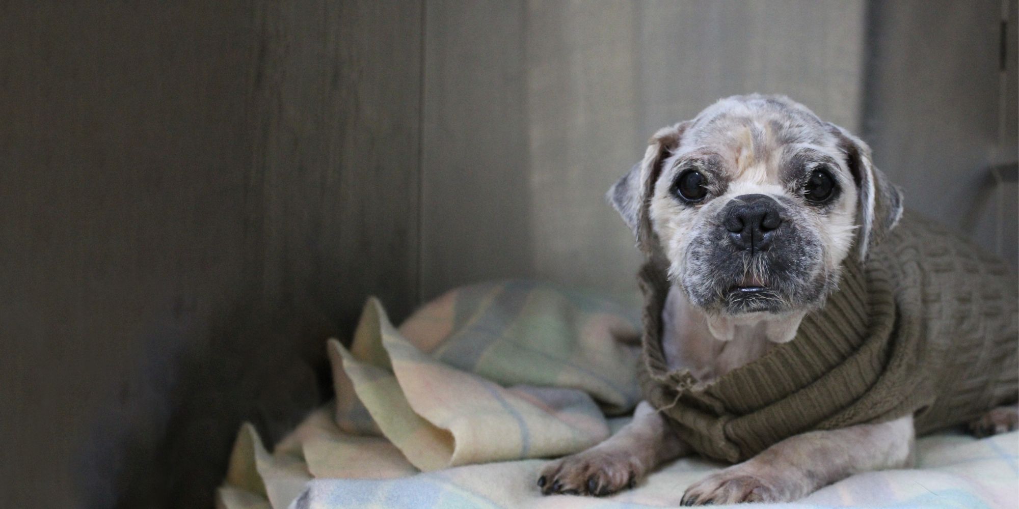 SPCA New Zealand • Let's give them a better life