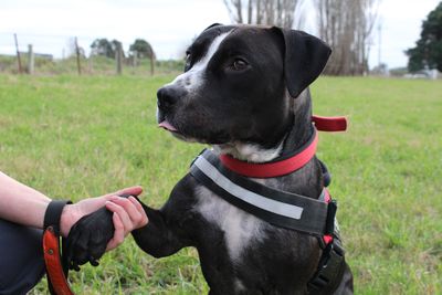 SPCA prosecutes after man violently abuses his dog