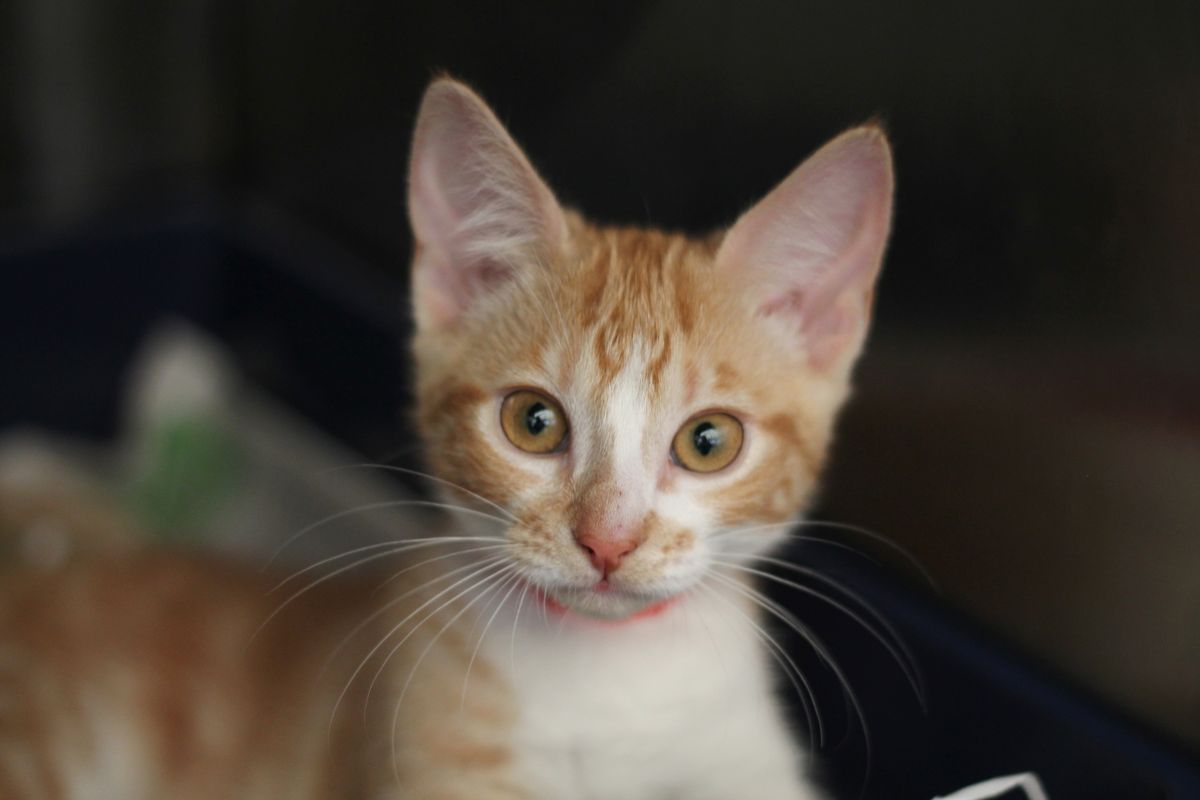 Gallery image: Kittens available for adoption 