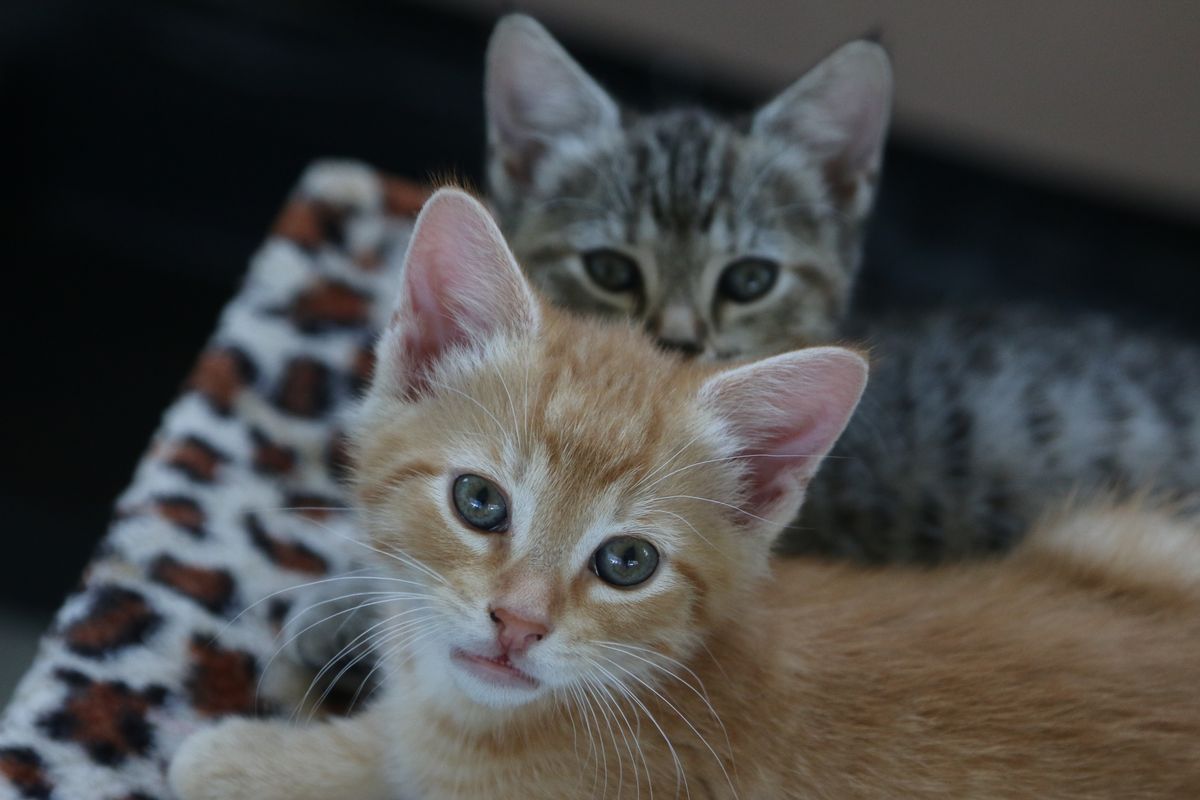 Gallery image: Kittens available for adoption 