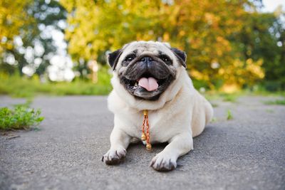 The truth behind brachycephalic breeds - appearance over welfare?