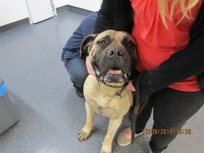 Violent attack captured on video helps SPCA prosecute man for beating his dog