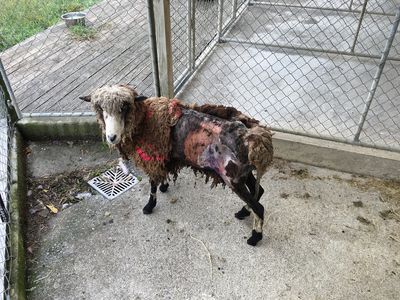 SPCA appalled by mistreatment of horses and sheep 