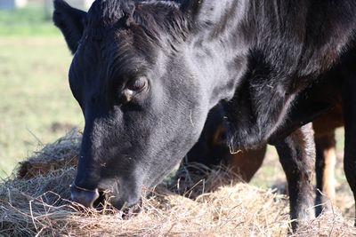 "Ban live export" - letter to the PM