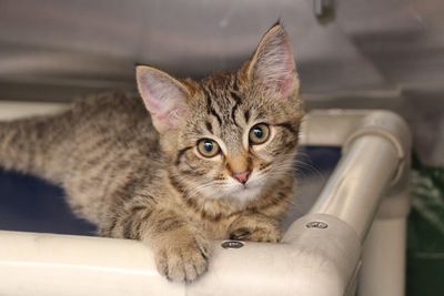 SPCA Prosecutes Otago Man for Drowning Eight Cats