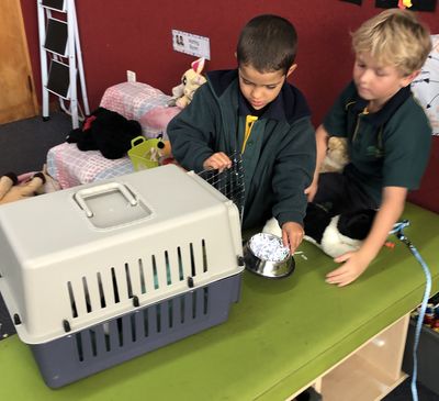 Animals in classrooms: why children don’t need animals in classrooms to learn