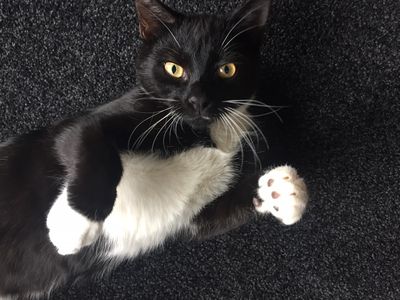 Gremlin's incredible transformation