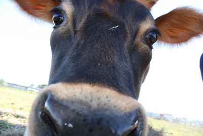 SPCA Urges Government Ministers to Stop Live Export