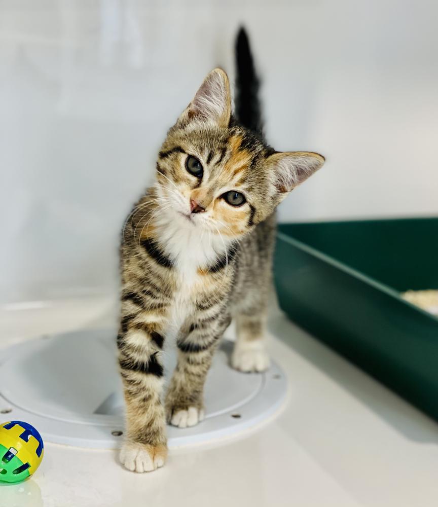 SPCA seeks foster families for hundreds of animals over festive season