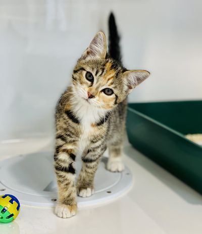 SPCA seeks foster families for hundreds of animals over festive season