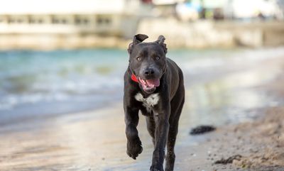 Introducing our new event: Walk your Dog to the Moon!