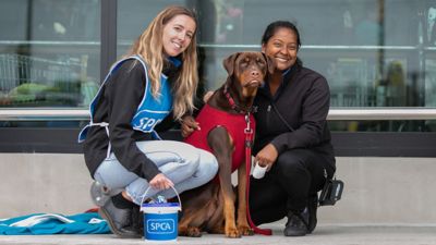 SPCA calls for animal lovers to collect for Annual Street Appeal