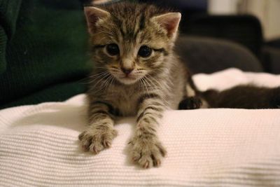 Meet the kittens you've saved