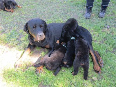 SPCA frustrated to see more newborn puppies subject to unlawful tail docking