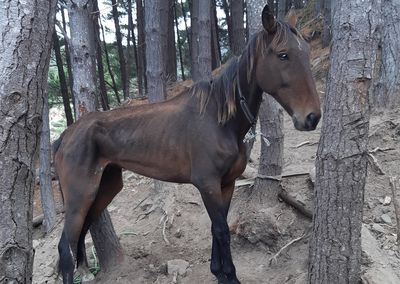 SPCA appalled by woman starving her tethered horse
