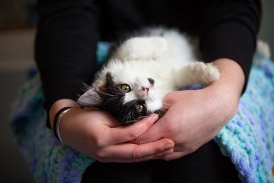 SPCA Makes Desperate Call for Foster Families