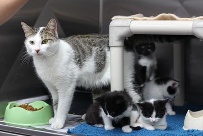 Hundreds of cats on waitlist for entry as SPCA stretched by Covid-19 backlog 