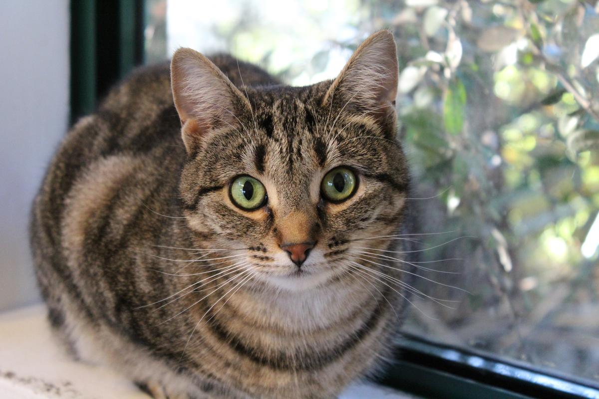 SPCA’s warning to pet owners: quit smoking and vaping around your pets 