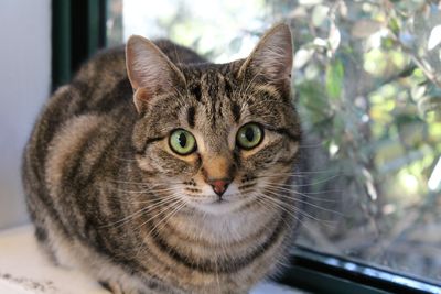 SPCA’s warning to pet owners: quit smoking and vaping around your pets 