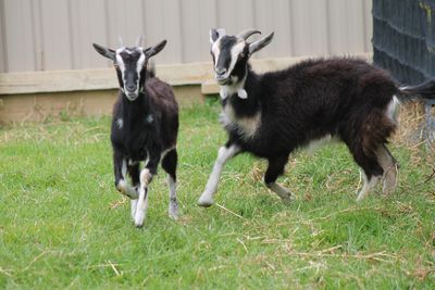 Fearless friends - Daisy and Diddly's tale of survival