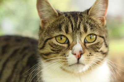 Protecting pets from second-hand smoke