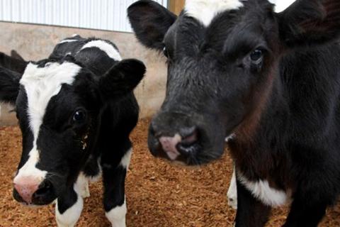 SPCA calls for improvements to bobby calf treatment