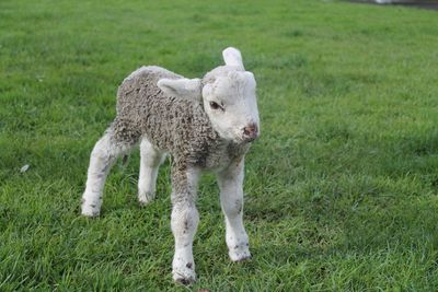 Caution urged for dog owners as lambing season begins
