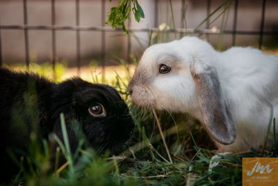 Twice as nice: why bunnies need a friend