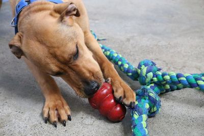 SPCA’s advice to pet owners caught up in Covid-19 Delta outbreak