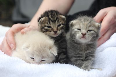 SPCA preparing for another huge kitten season after desexing put on hold 
