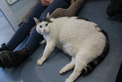 Pet Obesity Day - Meet one of the heaviest cats our team has ever seen