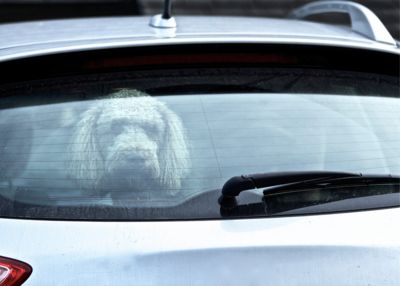 SPCA makes urgent appeal to pet owners after puppy left in 50°C car