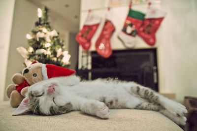 Don’t let your pets celebrate too hard this silly season