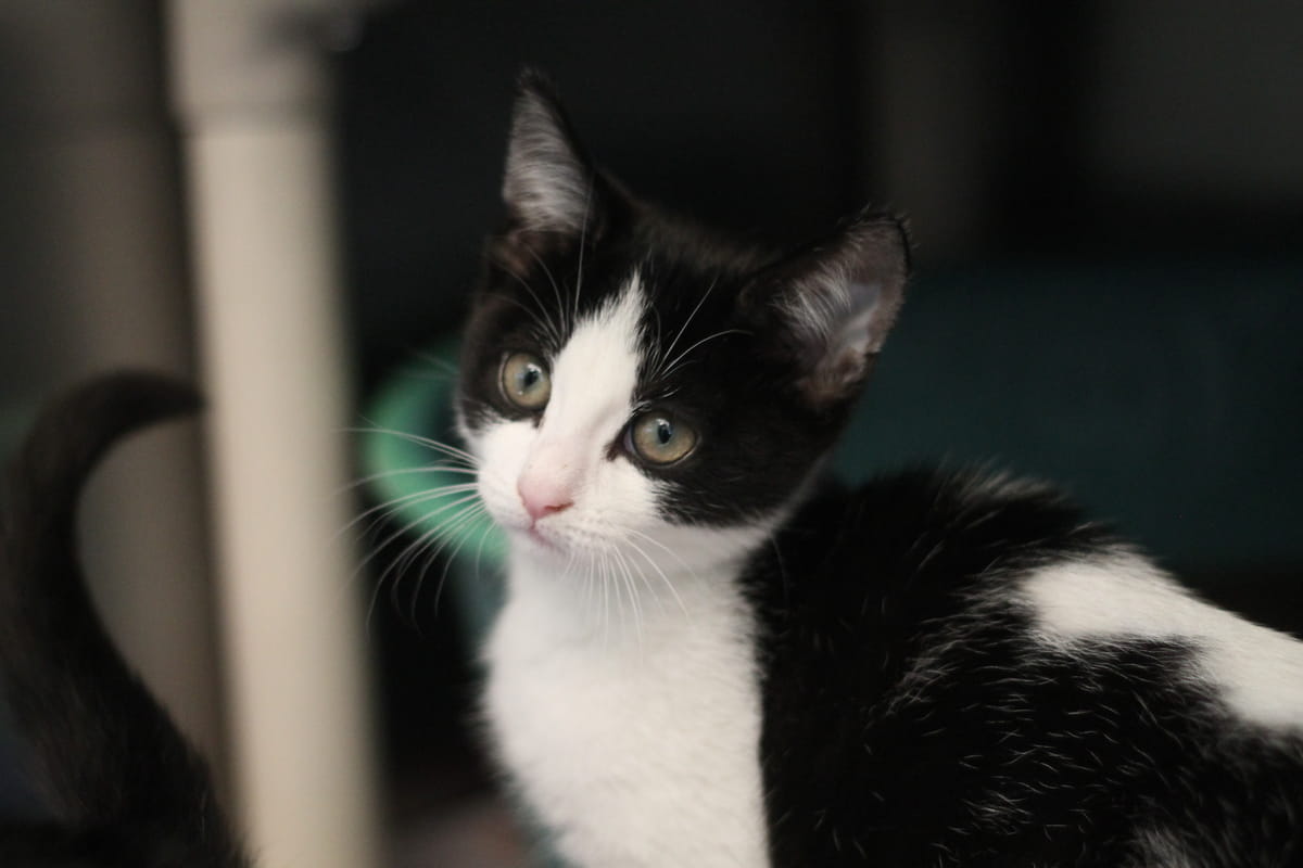 Gallery image: Kittens Available For Adoption - Hastings