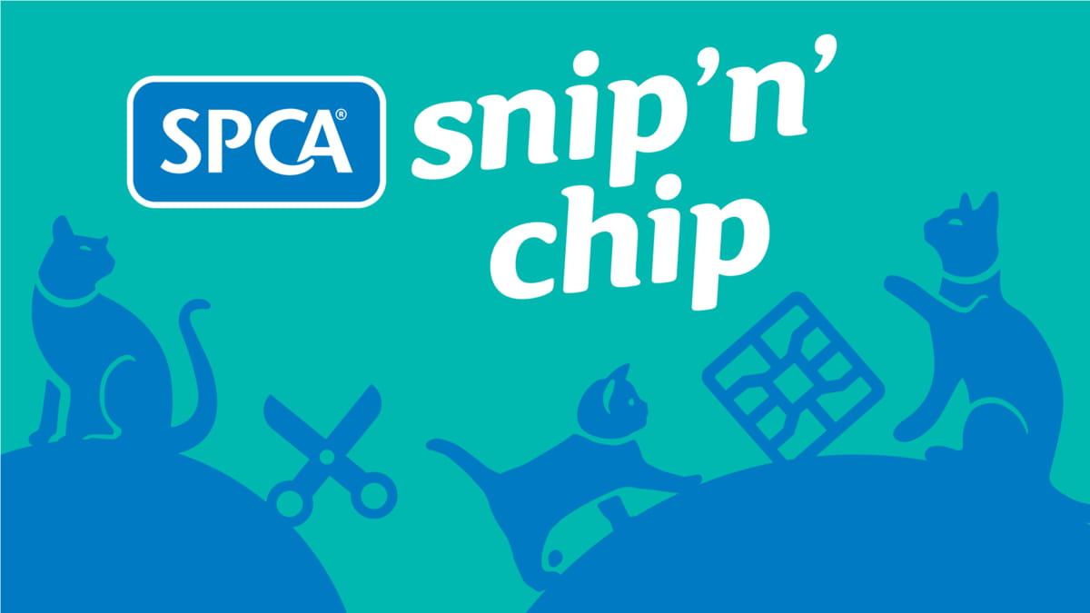 New Plymouth Snip 'n' Chip 