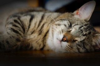 From rescued to rehomed: Jordy’s story 