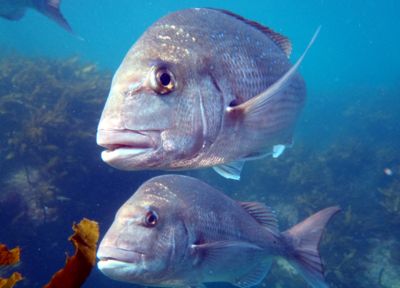 SPCA joins alliances for the finned and feathered 