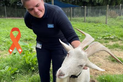 Inspector tales: “Sometimes the best way to help the animals is to help their owners too.”