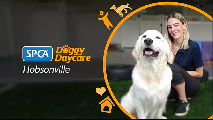 Hobsonville Doggy Daycare