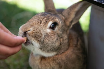 Foster parent - rabbits (Greymouth, Hokitika, Westport)