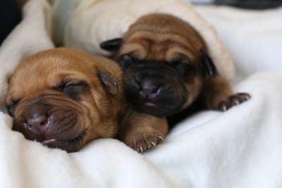 Foster parent - Neonate Puppies