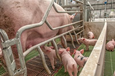Have your say for pigs: help end the use of farrowing crates in NZ