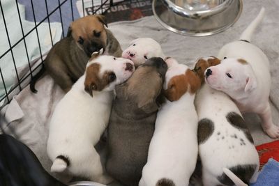 SPCA launches new desexing initiative for animal rescues