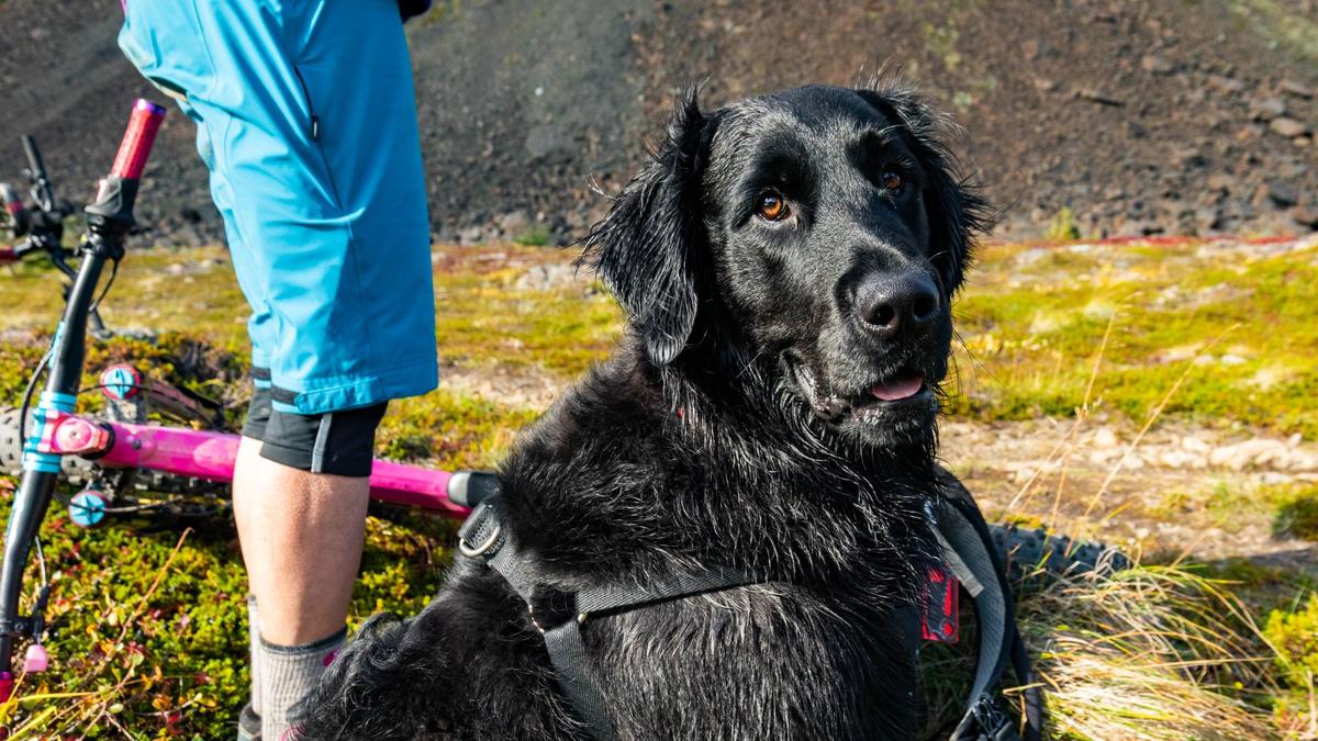Waikato woman prosecuted after her dog was found emaciated