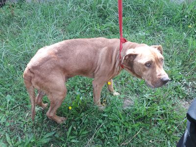 SPCA prosecutes man over dog’s ‘horrific’ maggot-infested wound