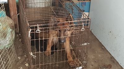 German Shepherd breeders banned following one of RNZSPCA’s largest prosecutions 