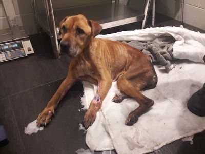 Woman banned from owning dogs for five years after neighbour discovered emaciated dog collapsed on property