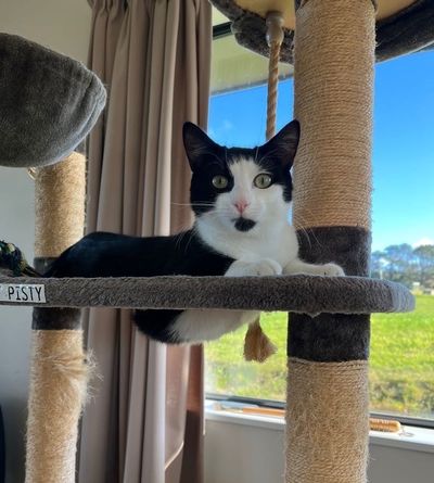 From rescued to rehomed: Axel’s story 