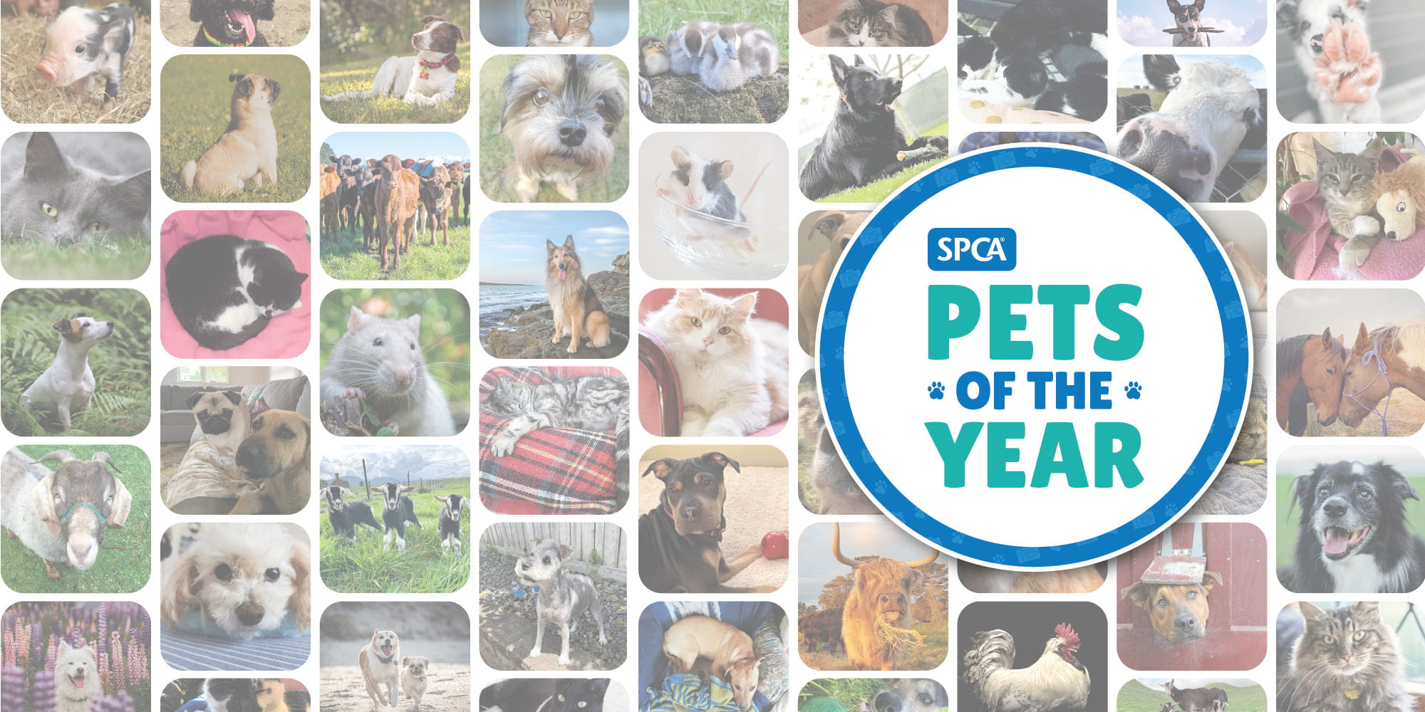 SPCA Pets of the Year